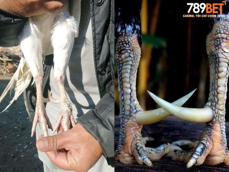 Bí kíp xem vảy và chọn chân gà đòn bất bại
