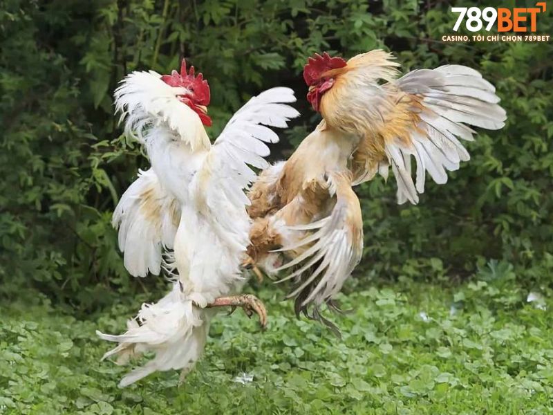 Các đòn đánh hiểm hóc trong nghệ thuật đá gà đòn