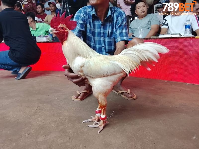Kinh nghiệm quản lý vốn và soi kèo đá gà đòn hiệu quả